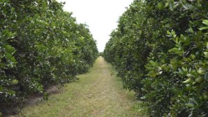Latest Florida Orange Forecast Features Rare Increase