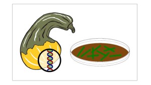 How The Genetic Engineering Process Works