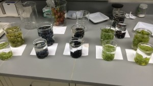 A Closer Look At Grape Splitting