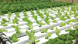 Hydroponic Production the Same as Organic? Support Is Growing For It