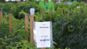 Good Sign For Syngenta