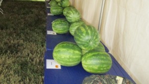 Watermelon Field Day Highlights 26 Varieties
