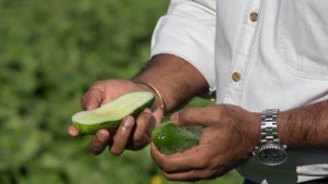 Downy Mildew-Resistant Pickling Cucumber Seed To Be Available In 2016
