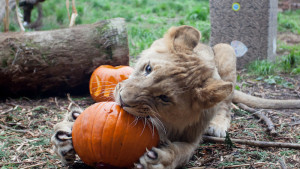 Sakata Donates Pumpkins To Washington Zoo