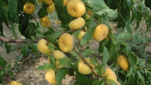 New Jersey Tree Fruit Breeder Honored For Patented Peach