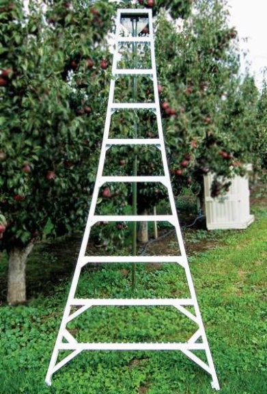 Tripod orchard ladder for web
