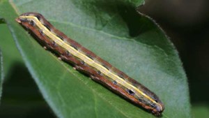 Take Caution When Dealing With Yellowstriped Armyworms