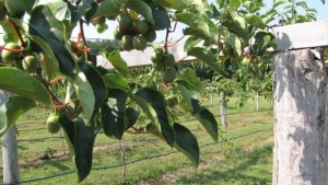 New Hamshire University To Study Feasiblity Of Cold-Hardy Kiwiberry