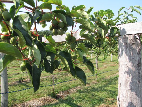 New Hamshire University To Study Feasiblity Of Cold-Hardy Kiwiberry