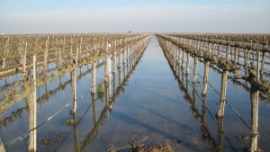New Online Tool Helps Growers Determine Need for Groundwater Recharge