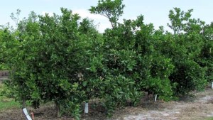 Scientists Find Success Fighting Citrus Greening With GMOs