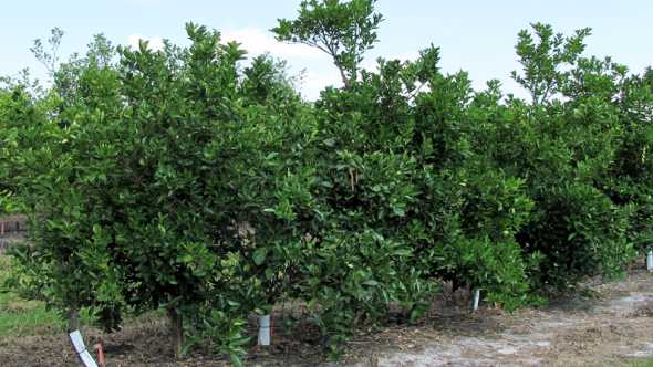 Scientists Find Success Fighting Citrus Greening With GMOs