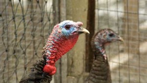 Cost of Classic Thanksgiving Dinner Down Slightly for 2023