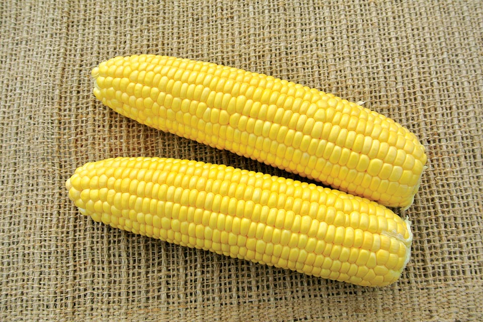 Abbott & Cobb 2015 Vegetable Variety Showcase