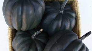 Clifton Seed Co. 2015 Vegetable Variety Showcase