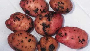 Protect Potatoes From Black Scurf And Stem Canker
