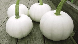 Rispens Seeds 2015 Vegetable Variety Showcase