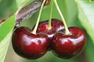 BurgundyPearl®, Summit Tree Sales