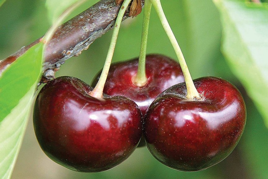 BurgundyPearl®, Summit Tree Sales