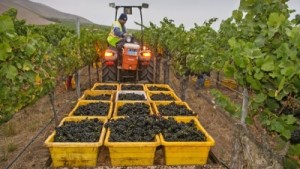 Light But High-Quality California Winegrape Harvest