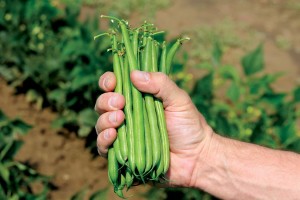 Colter -- Clifton Seed 