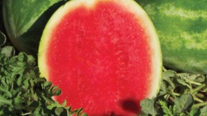 23 Top-Notch Watermelon Varieties