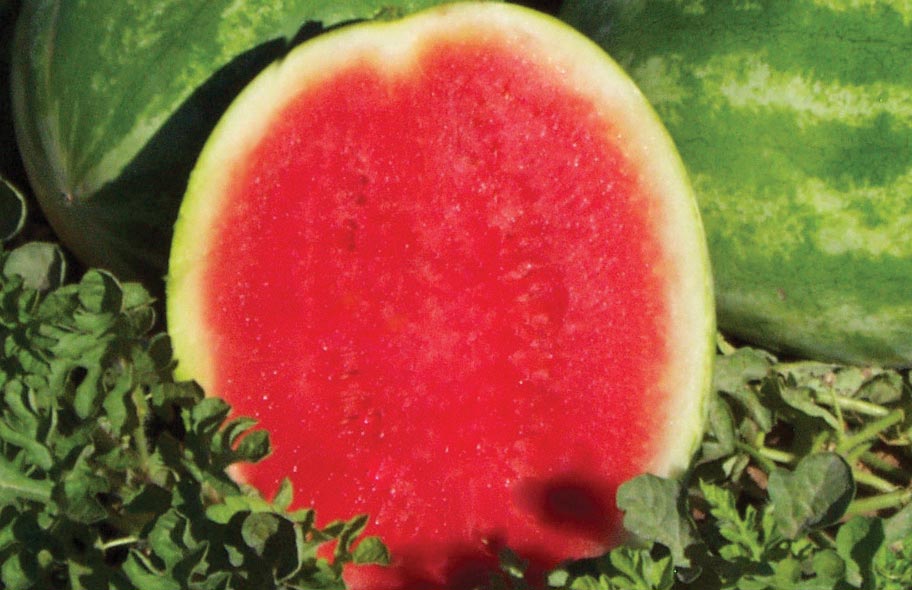 23 Top-Notch Watermelon Varieties - Growing Produce