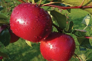 Dandee Red®, Summit Tree Sales