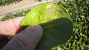 The Battle Against Downy Mildew In Spinach