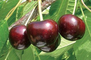 EbonyPearl®, Summit Tree Sales