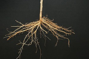 BB 106® Rootstock, Fowler Nurseries Inc.