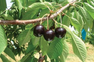 BlackPearl®, Fowler Nurseries Inc.