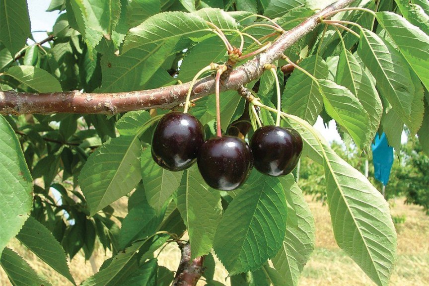 BlackPearl®, Fowler Nurseries Inc.