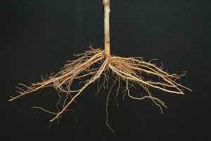 Bright’s Hybrid® 5 Rootstock, Fowler Nurseries Inc.