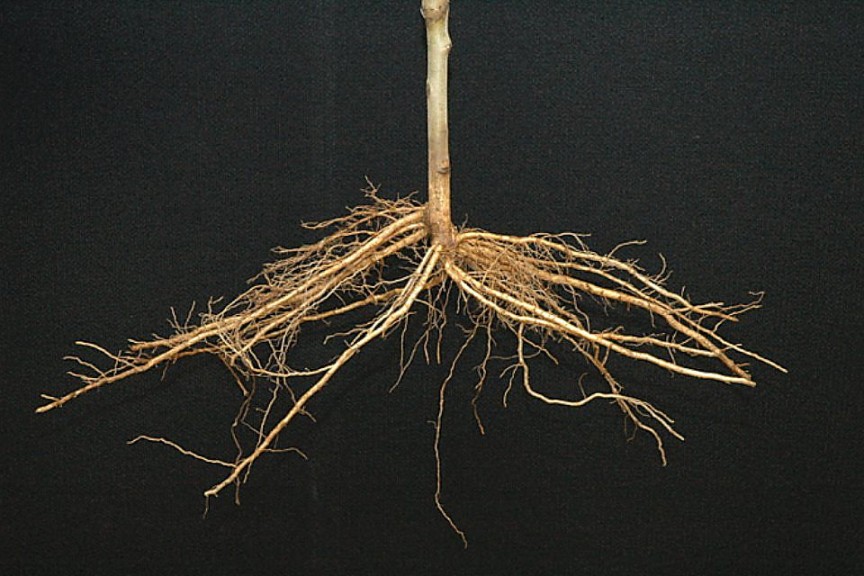 Bright’s Hybrid® 5 Rootstock, Fowler Nurseries Inc.