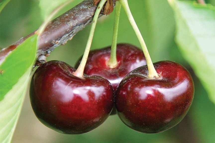 Burgundy Pearl®, Fowler Nurseries Inc. 