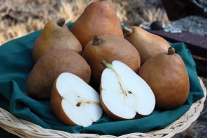 Cinnamon Pear™, Fowler Nurseries Inc.
