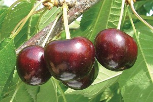 EbonyPearl®, Fowler Nurseries Inc.