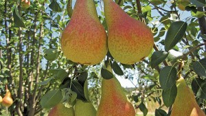 Fowler Nurseries, Inc. 2016 Variety Showcase [Slideshow]