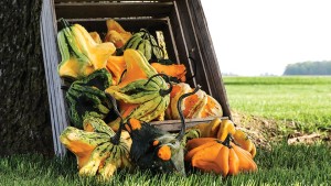 Rupp Seeds 2015 Vegetable Variety Showcase