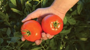 Harris Moran Seed Company 2015 Vegetable Variety Showcase