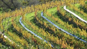 Going For The Green – California Winegrape Grower Honored For Contributions