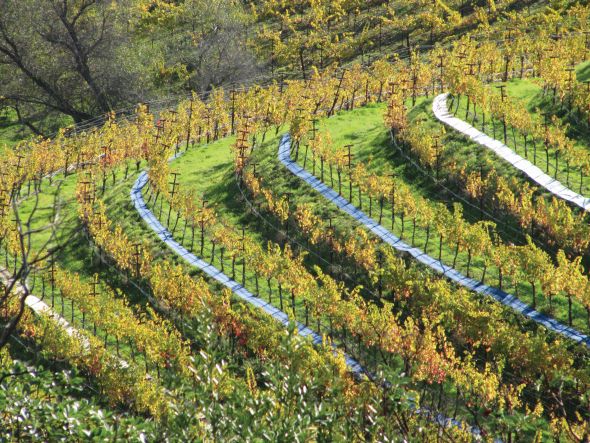 Going For The Green – California Winegrape Grower Honored For Contributions