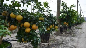 Growers, Scientists Seeking Shelter From Citrus Greening