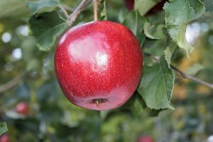 JonaStar®, Summit Tree Sales