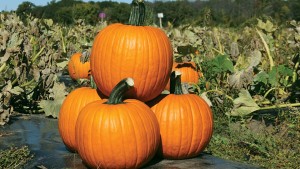 21 Pumpkin Varieties You Need To Know
