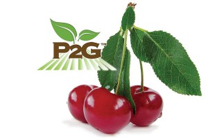 Krymsk® 6 Cherry Rootstock, Sierra Gold Nurseries