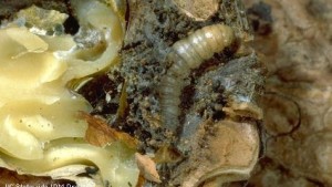 Navel Orangeworm Pressure On The Rise In Walnuts
