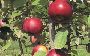 SnappyMac®, Stark Bro’s Nurseries & Orchards Co.