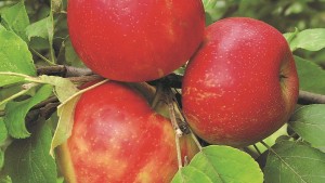 Traditional Varieties Still the Focus of Pome Plantings